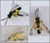 Tenthredo temula